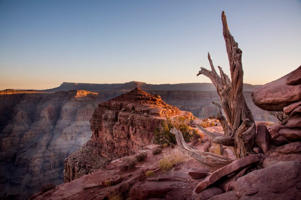 Sunlit dead tree and rock formation at Grand Canyon.