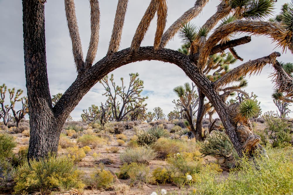 Curved branches of a Joshua tree forming an arch in the desert landscape.